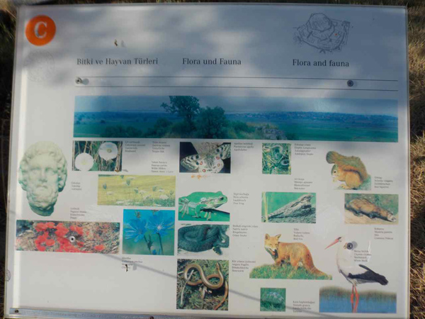 Figure 7. Flora and Fauna of Troy. The small text describes the name of each species in Turkish, German, and English. A description of the historical context of these species (rather than just these generic photographs) would improve this sign.