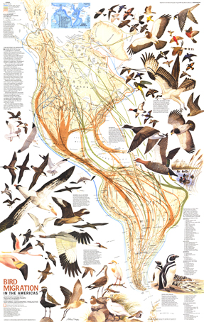 Bird Migration in the Americas, supplement to the August 1979 issue of National Geographic.