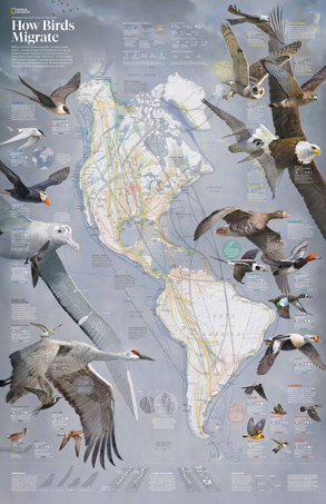 How Birds Migrate, supplement to the March 2018 issue. Not shown: the eastern hemisphere flyways on the reverse side of the 2018 poster.