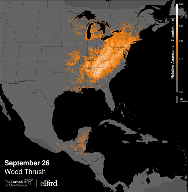 Screen capture from an animated abundance map of the Wood Thrush, by eBird.
