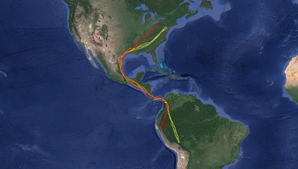 Patty, the Broad-winged Hawk, is shown in red. Her entire route from North to South America is shown along with that of another hawk, Rosalie. Source: Hawk Mountain Bird Tracker.