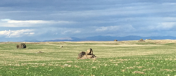 Figure 11. Cultivation around glacial erratics in Douglas County, Washington. Photo by author.