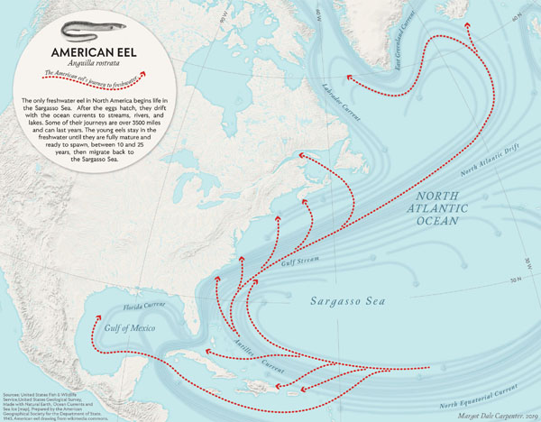 American Eel: The American Eel’s Journey to Freshwater.