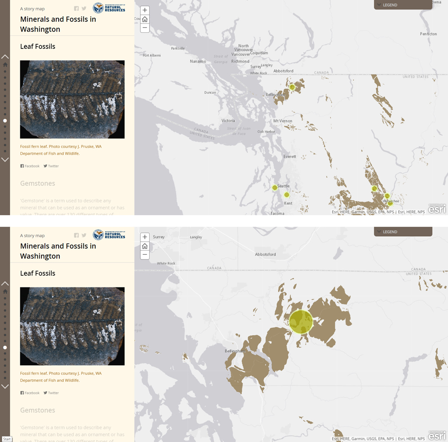 Figure 3. The image at the left shows a zoomed-out view of the map of leaf fossils from the Minerals and Fossils in Washington StoryMap. Note the yellow point in the Chuckanut Formation in northwestern Washington east of Bellingham. Because the point was converted to a polygon, it grows in size as the map is enlarged. This generalization of the data obscures the precise location of the original point data.