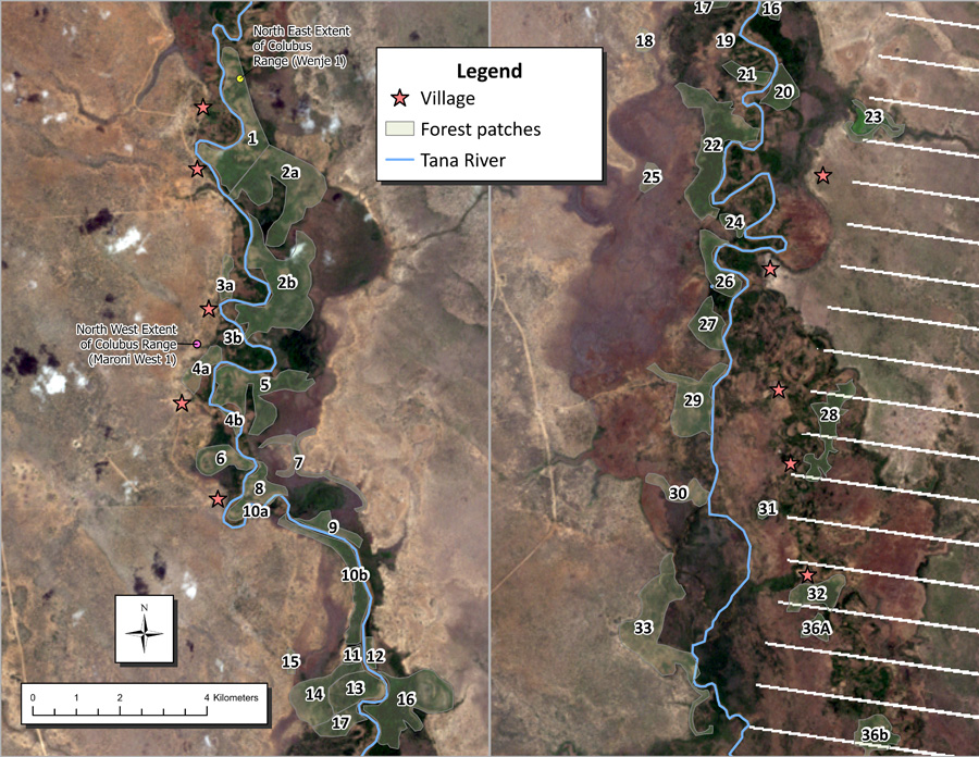 Figure 2. Selected forest patches were digitized from the original 77 forest and forest sections in Figure 4 in Butynski and Mwangi (1994). Patch numbers correlate with Table 1; 1–17 are the northern half of the range, 18–36b are in the southern half of the range. They are shown here over 2011 imagery to illustrate forest variations from the static maps published in 1994. The 1994 forest patches no longer correspond with the dark green forest areas seen in the 2011 imagery. The Tana River location was digitized from 2007 Google Earth Pro imagery. White diagonal lines are artifacts in the satellite imagery. Map created by Leyna Tran.