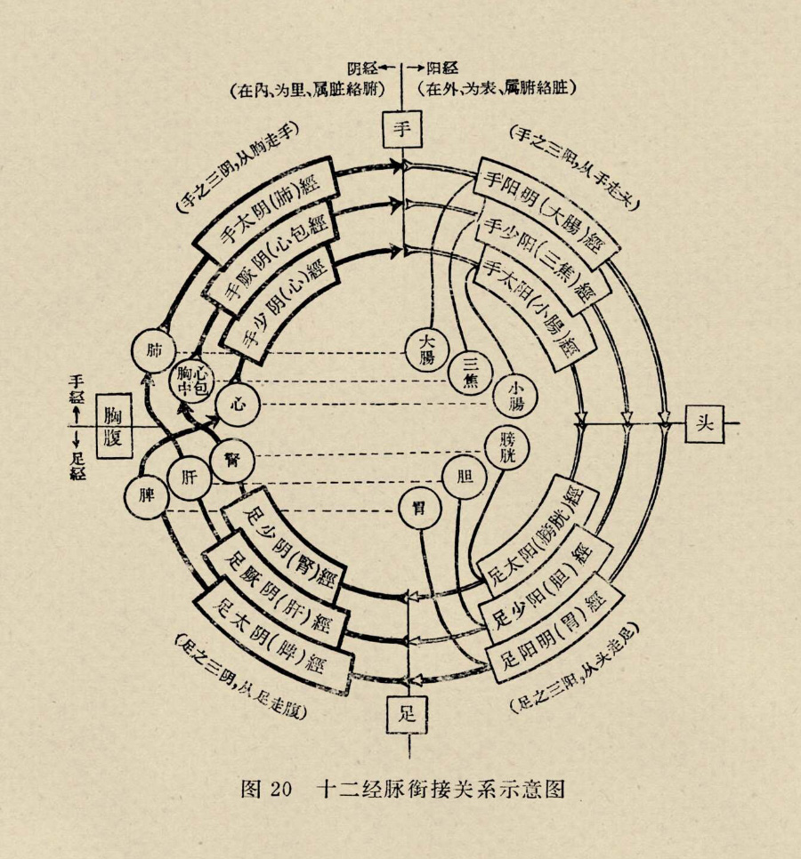 Figure 2. A tu described as a meridian wheel by Lan A. Li (Figure 4.11). This tu illustrates all internal organs framed in circles, and meridians framed in rectangles. Yin meridians are featured on the left, and yang meridians are featured on the right. This tu was originally Figure 20 in Wang Xuetai’s 1966 work, Zhenjiu xue shouce.
