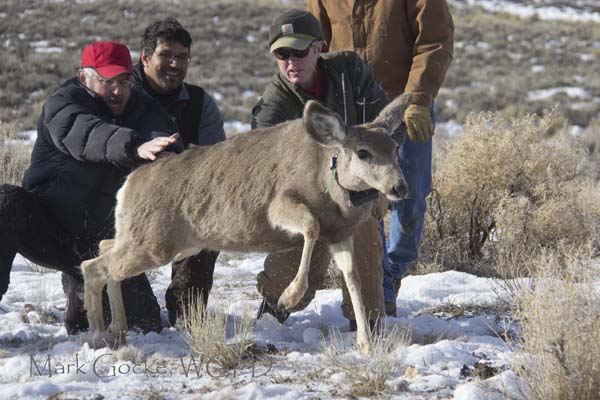 Figure 3. Jim Meacham and Matthew Kauffman releasing a GPS-collared mule deer (photo credit: Mark Gocke, Wyoming Game and Fish Department).