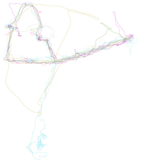 Figure 1. MAPPED ROUTES, 2017. Paths undertaken during walks.